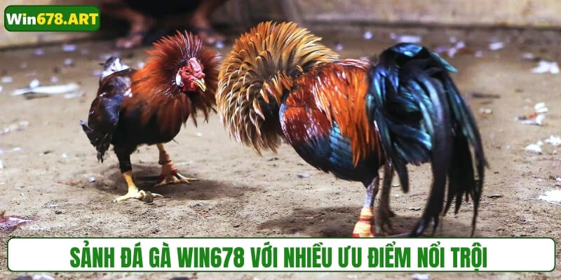 Sảnh đá gà WIN678 với nhiều ưu điểm nổi trội